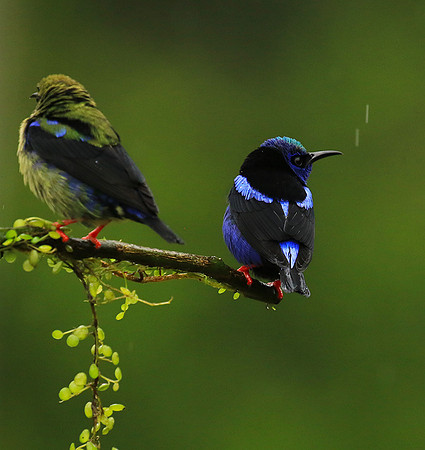 Red-legged honeycreeper - male and immature