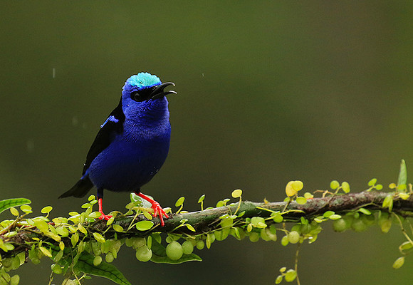 Red-legged honeycreeper - Male