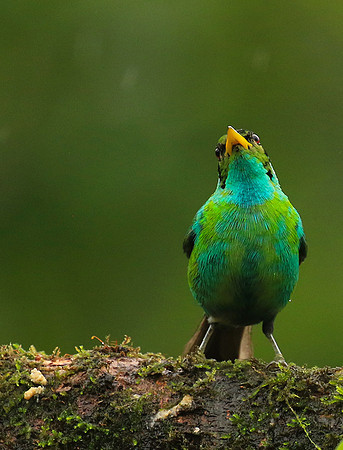 Green honeycreeper - juvenile