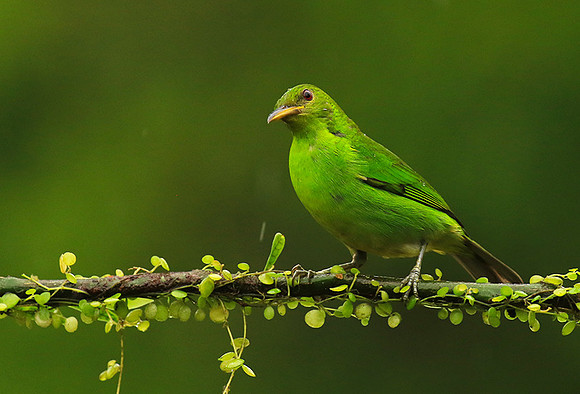 Green honeycreeper - female