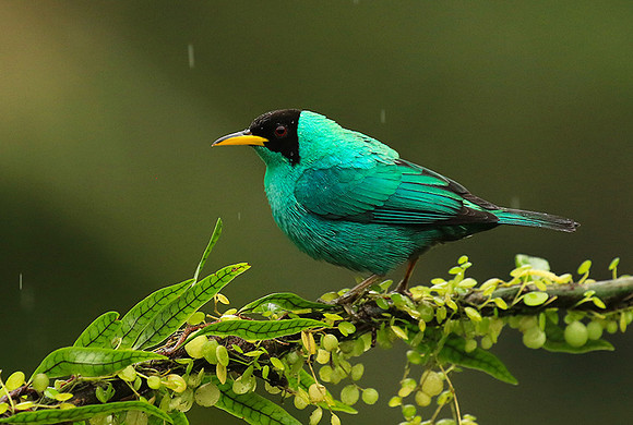 Green honeycreeper - male
