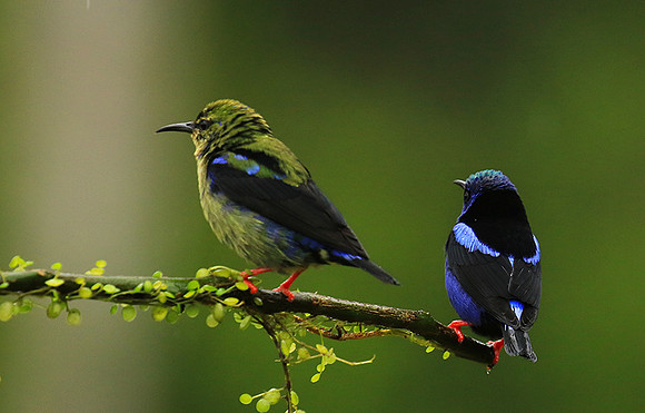 Red-legged honeycreeper - male and immature