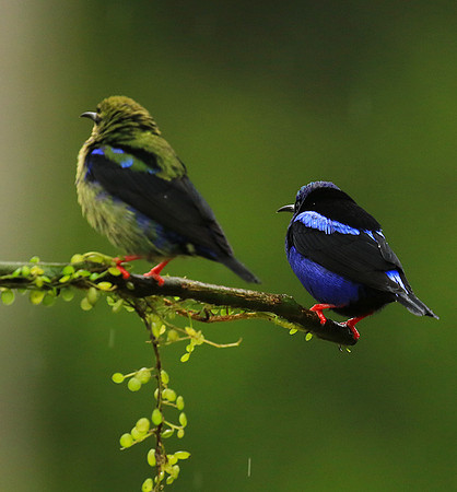 Red-legged honeycreeper - male and immature
