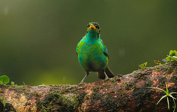 Green honeycreeper - juvenile