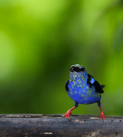 Red-legged honeycreeper - immature