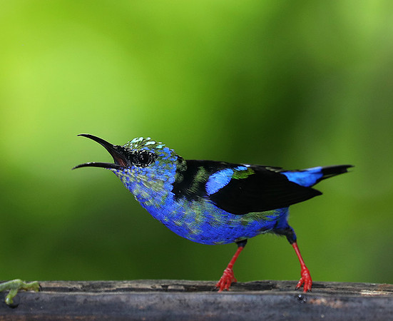 Red-legged honeycreeper - immature male