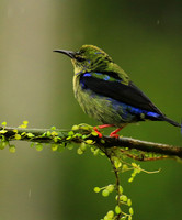 Red-legged honeycreeper - immature