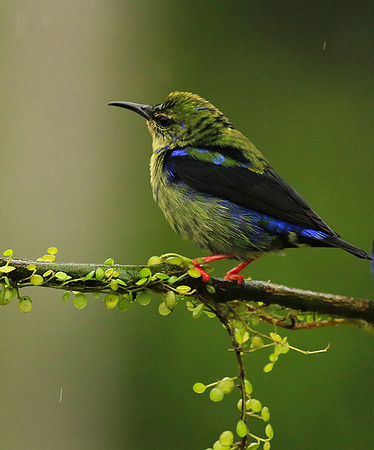 Red-legged honeycreeper - immature