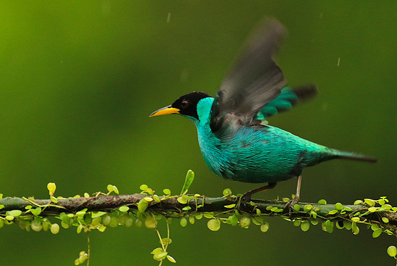 Green honeycreeper - male