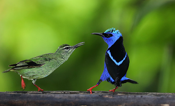 Red-legged honeycreeper - manle & female