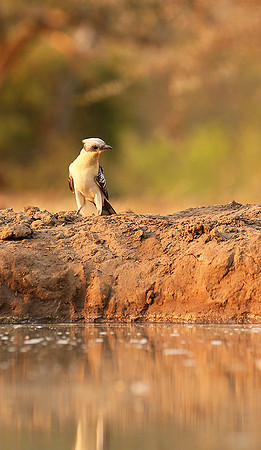 Great-spotted cuckoo - Mashatu game reserve