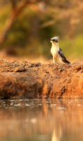 Great-spotted cuckoo - Mashatu game reserve