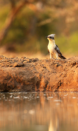 Great-spotted cuckoo - Mashatu game reserve