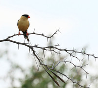 Shaft-tailed whideh - Central Kalahari