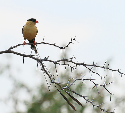 Shaft-tailed whideh - Central Kalahari