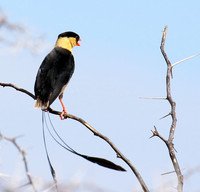 Shaft-tailed whideh - Central Kalahari