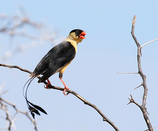Shaft-tailed whideh - Central Kalahari