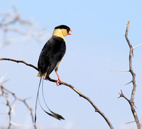 Shaft-tailed whideh - Central Kalahari