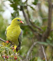 Green pigeon  - Abu concession