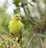 Green pigeon  - Abu concession