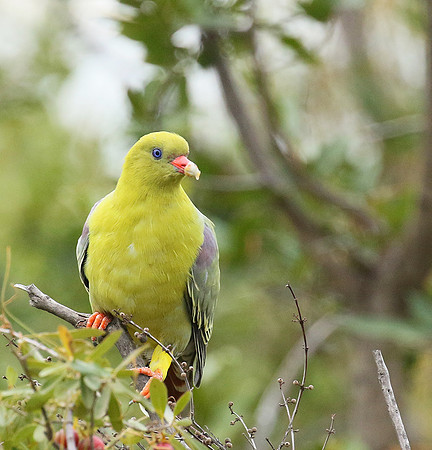 Green pigeon  - Abu concession