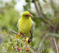 Green pigeon  - Abu concession