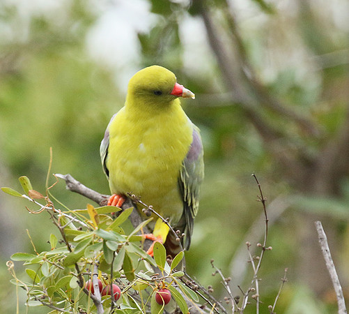 Green pigeon  - Abu concession