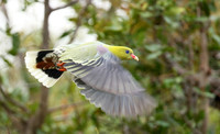 Green pigeon  - Abu concession