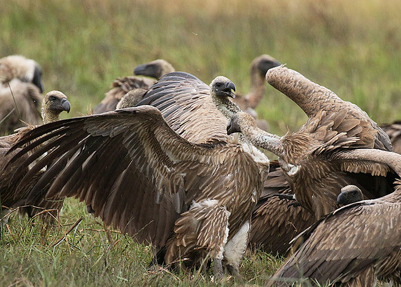 White-backed vultures - Okavango