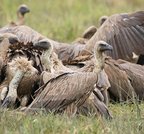 White-backed vultures - Okavango