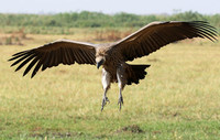 Duba Plain