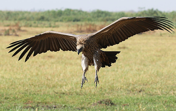 Duba Plain