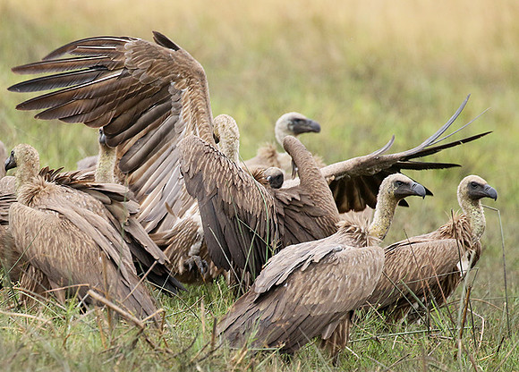 White-backed vultures - Okavango