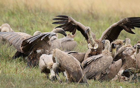 White-backed vultures - Okavango
