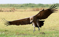 Duba Plain