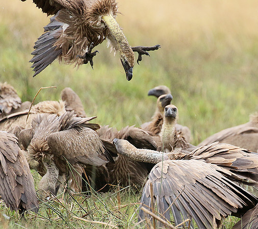 White-backed vultures - Okavango