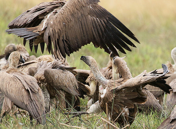 White-backed vultures - Okavango