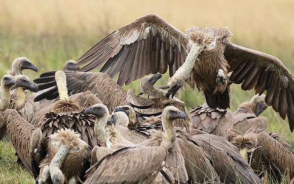 White-backed vultures - Okavango