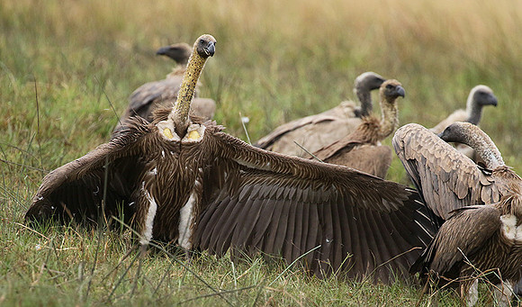 White-backed vultures - Okavango