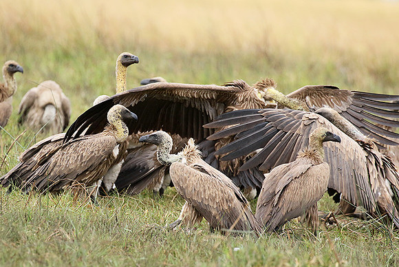 White-backed vultures - Okavango
