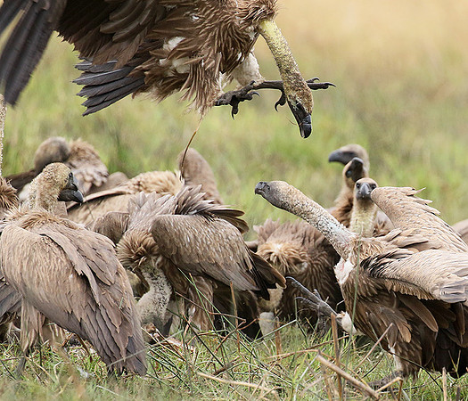 White-backed vultures - Okavango