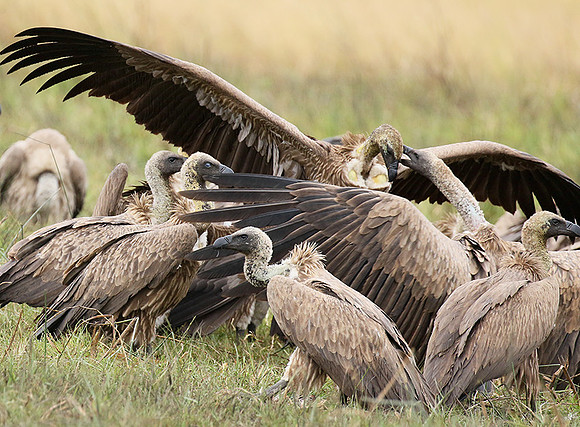 White-backed vultures - Okavango