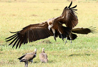 Duba Plain