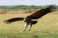 Duba Plain