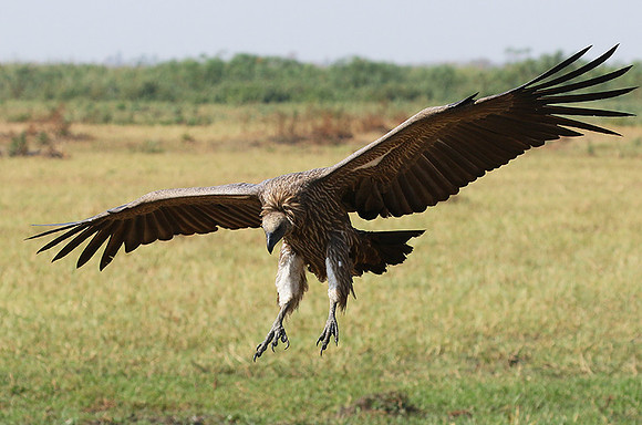 Duba Plain