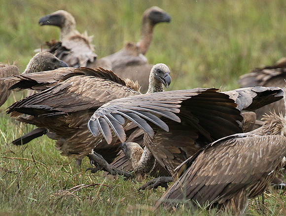 White-backed vultures - Okavango