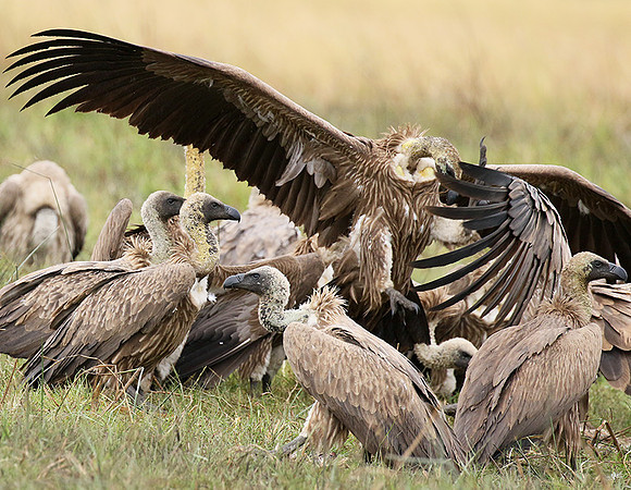 White-backed vultures - Okavango