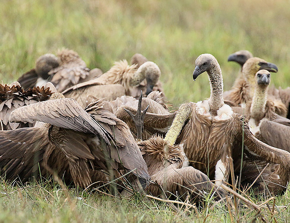 White-backed vultures - Okavango