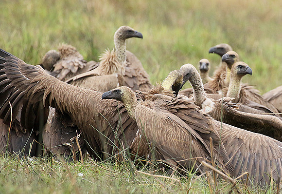 White-backed vultures - Okavango