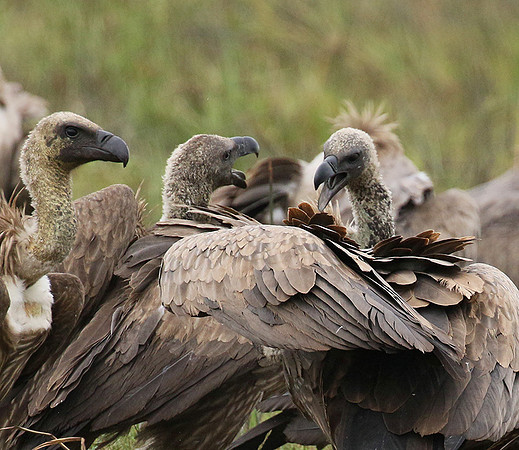 White-backed vultures - Okavango